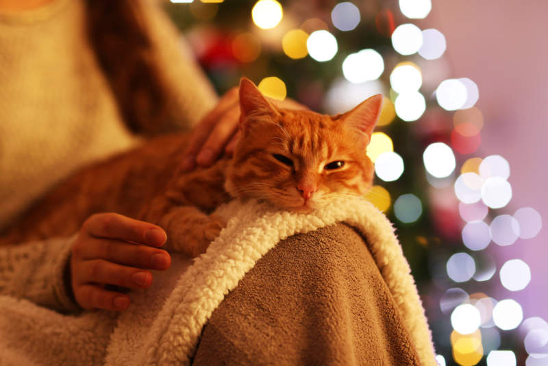 how to calm down a cat during the holidays