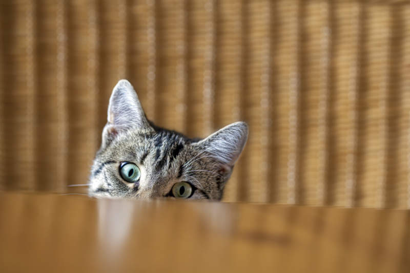 Cat Behind Table
