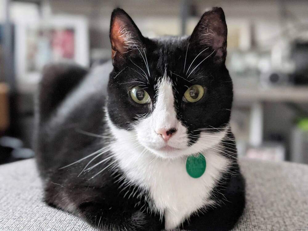 Freddy, a black and white cat with tuxedo-like markings, lounges on a couch in his Staten Island, New York apartment.