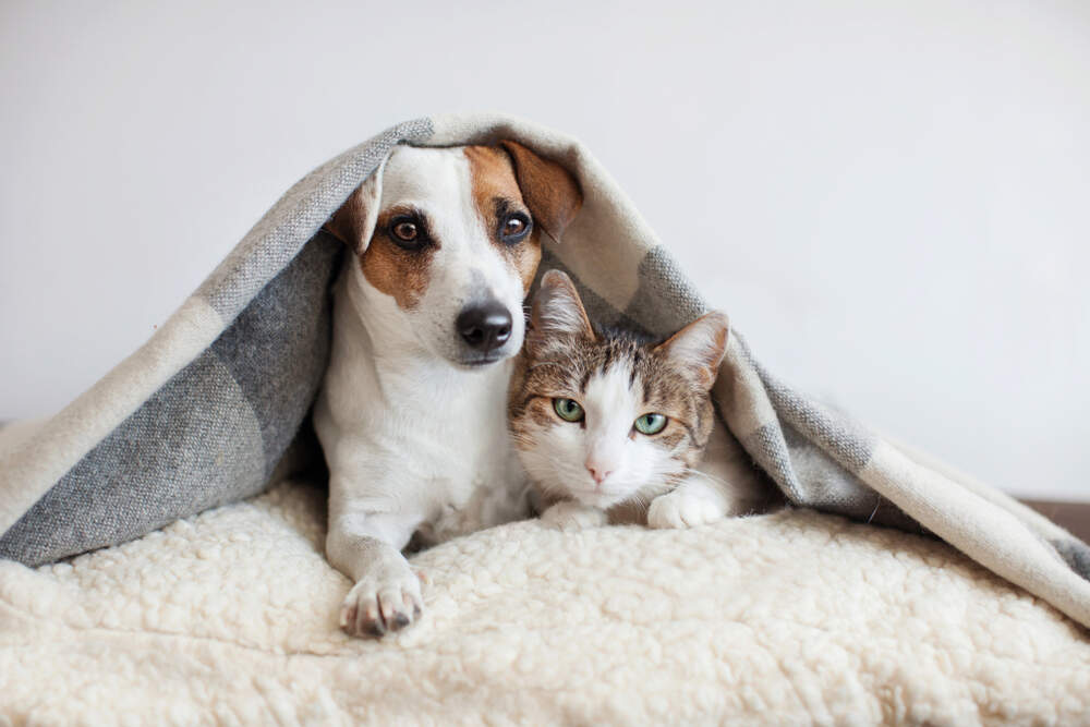 You can do a lot to help your cat and dog feel more confident when they are stressed.