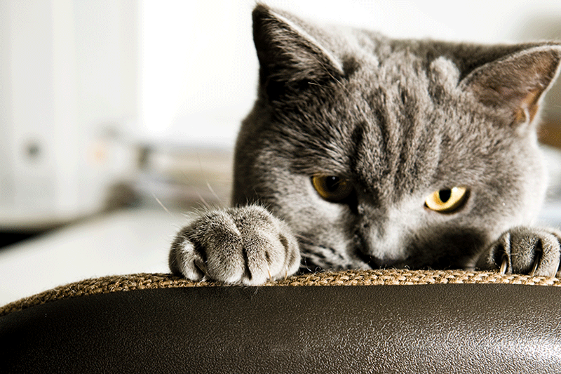 gray tabby peeking over top of chair with paws