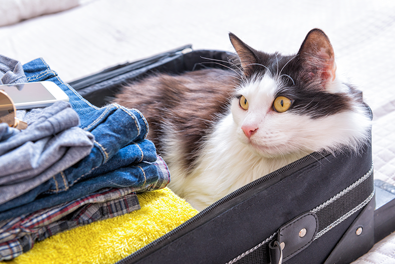 black brown and white long haired cat laying in suitcase next to folded clothes packed