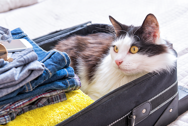 Flying With Your Cat or (Small) Dog