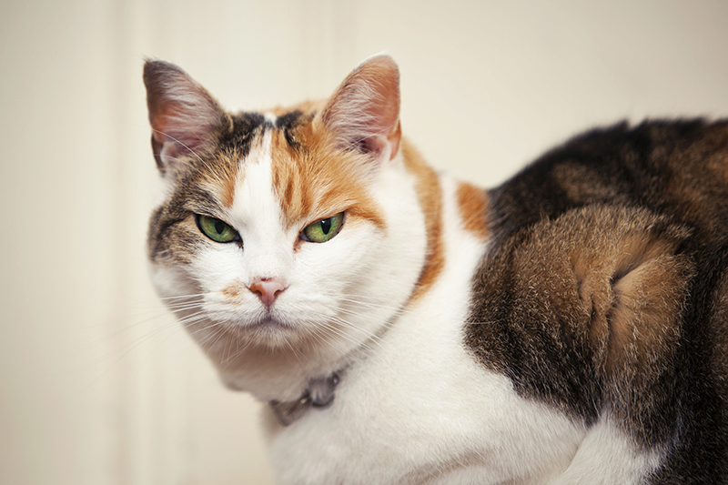 6 Signs Your Cat Is Angry