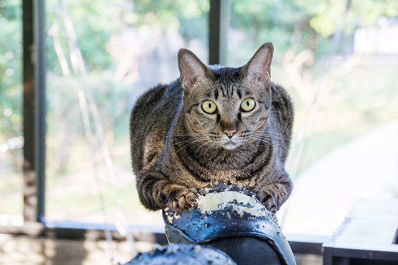 Tips To Solve Cat Scratching On Furniture Doors Comfort Zone