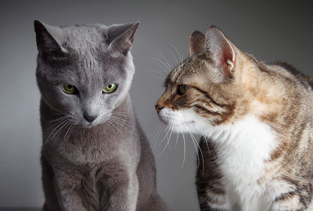 If one cat is a bully, it might be time to step in.