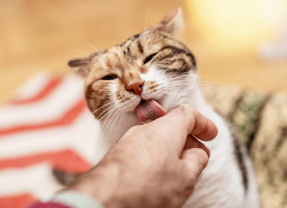 Cats may lick you because they