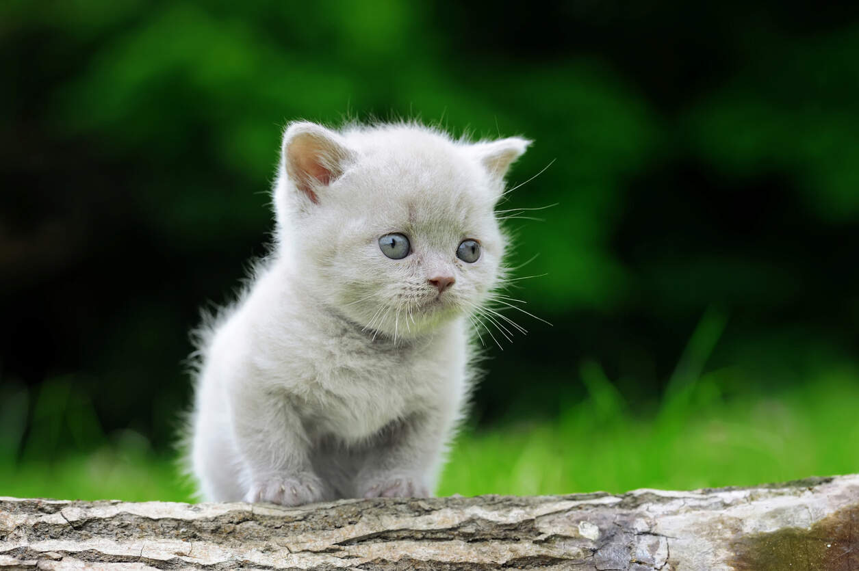 cat sitting outside