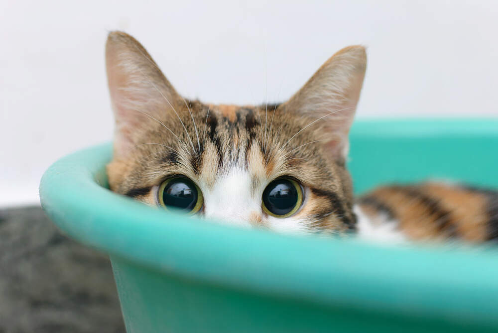 Scaredy Cat? 15 Tried-And-True Tips To Earn Your Cat's Trust