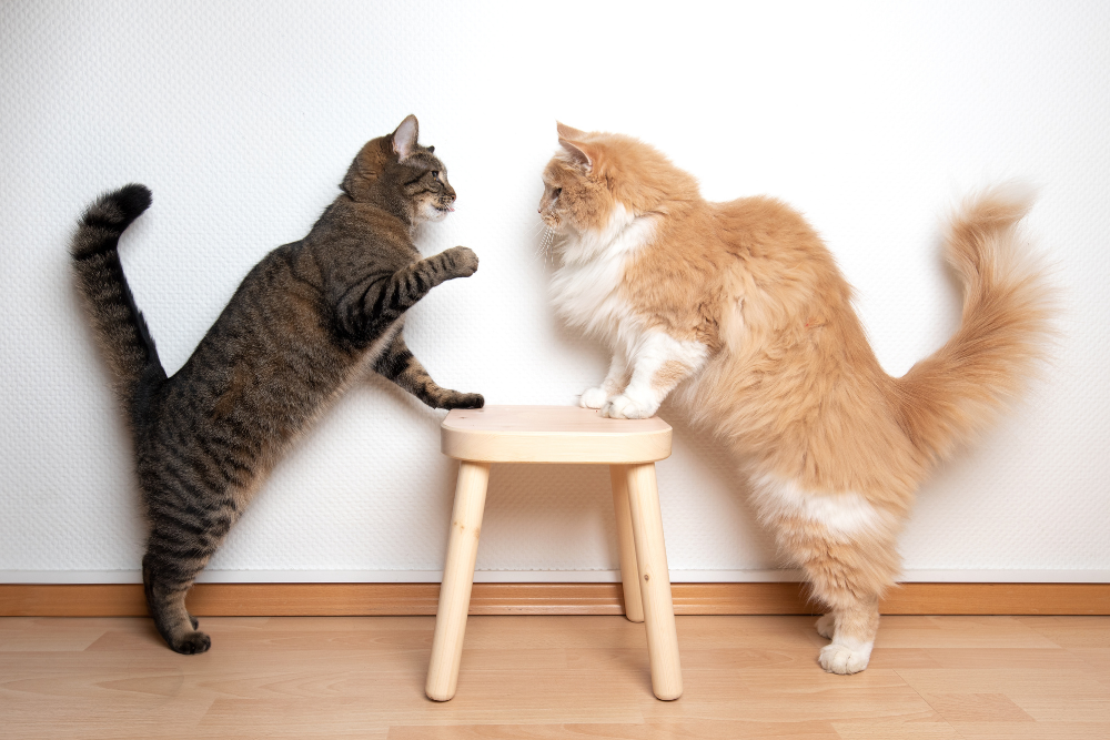 5 Reasons Why Your Cat Is Growling & How To Stop It