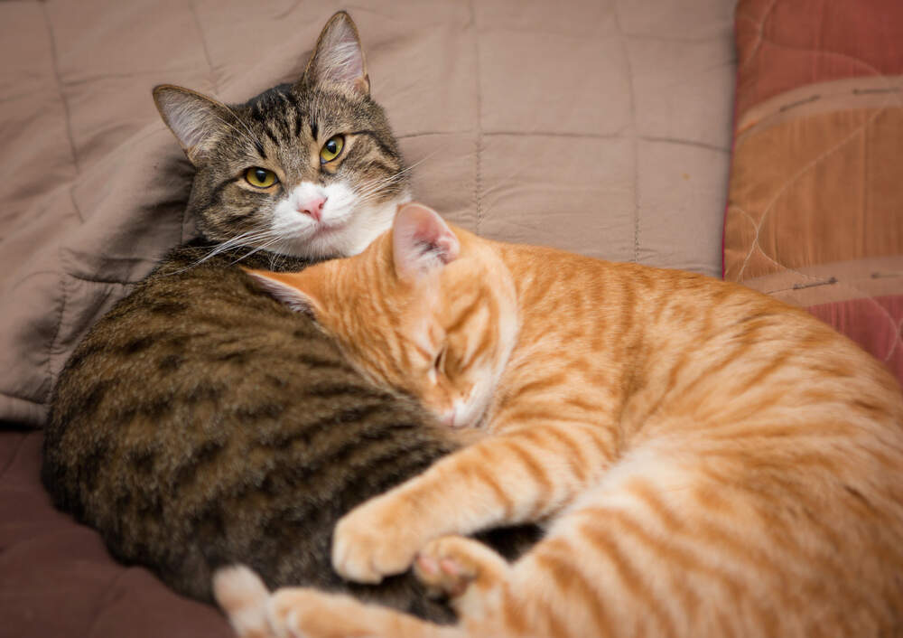 If cats are given their own resources and a slow "reintroduction," they can learn to get along again.