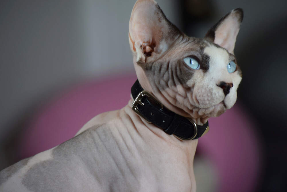 Artemis, a Sphynx cat, poses for the camera.