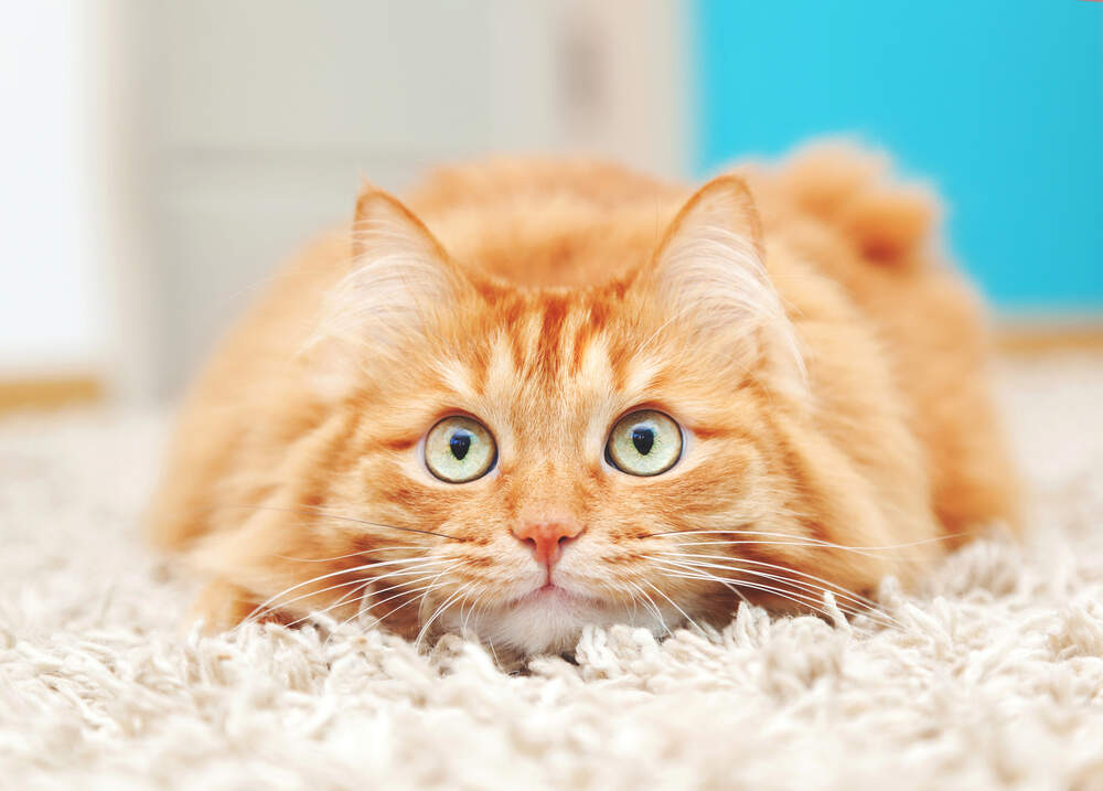 Slow movements, a gentle voice, and a few tricks can help calm a nervous cat.