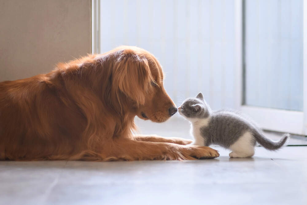 Your dog and your kitten might become best friends if you introduce them slowly and with care.