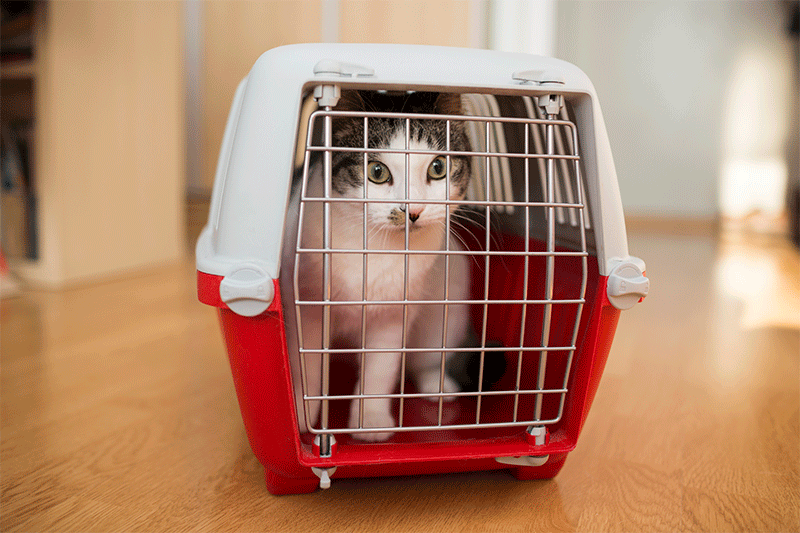 white and brown tabby sitting in closed pet carrier on wooden floor