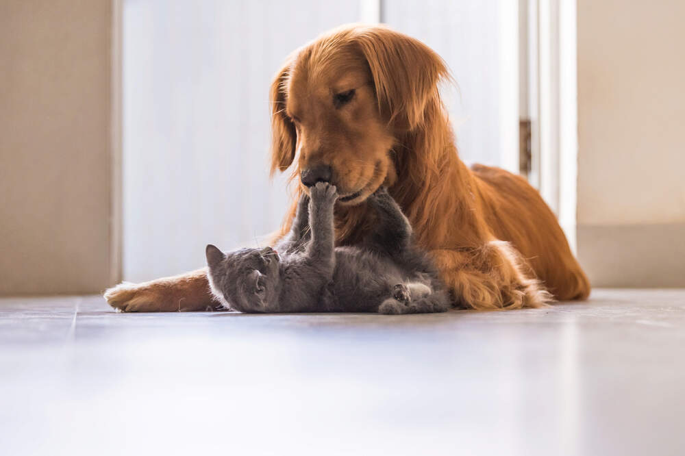Cats don't avoid strangers who behave badly towards their owners, unlike dogs