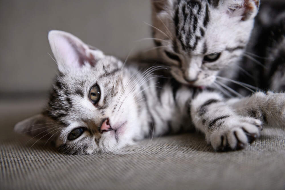 Why do cats groom each other? Cats communicate with their actions, and grooming is no different. A cat grooming another cat is often a sign of friendship.