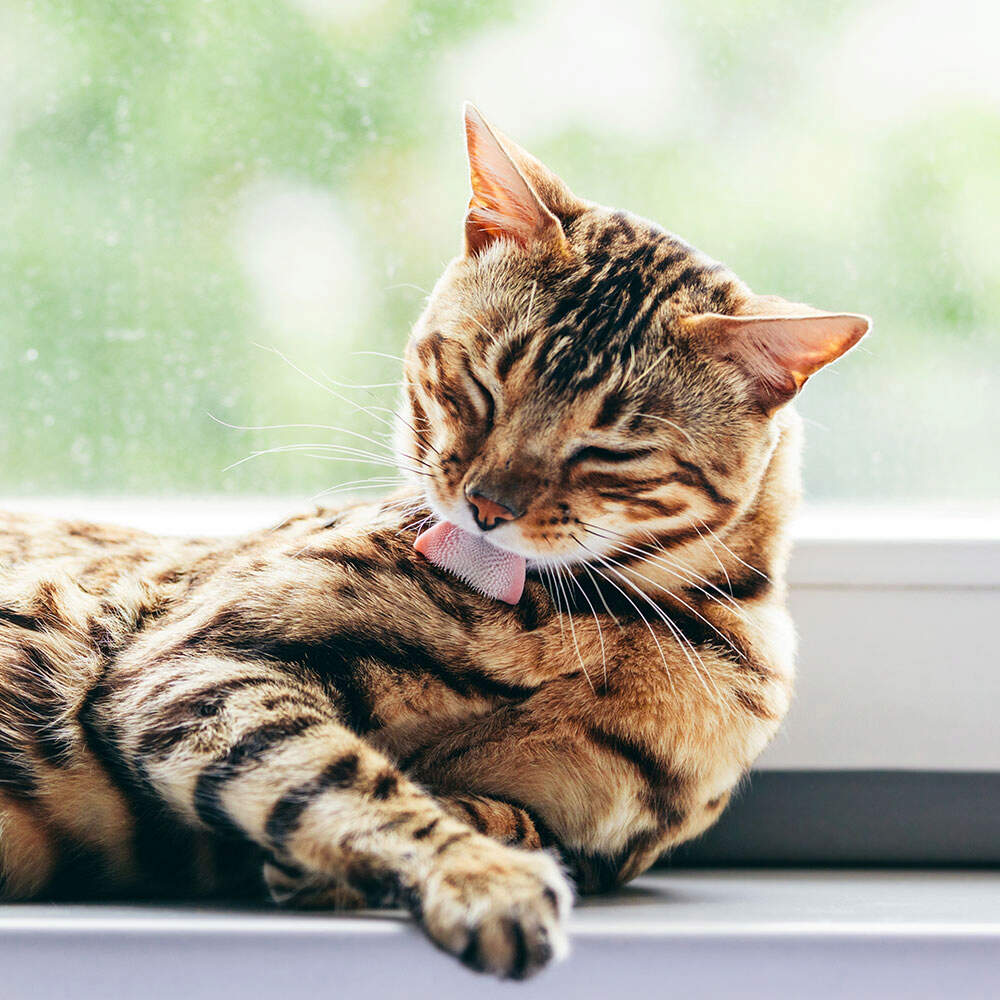 excessive-grooming