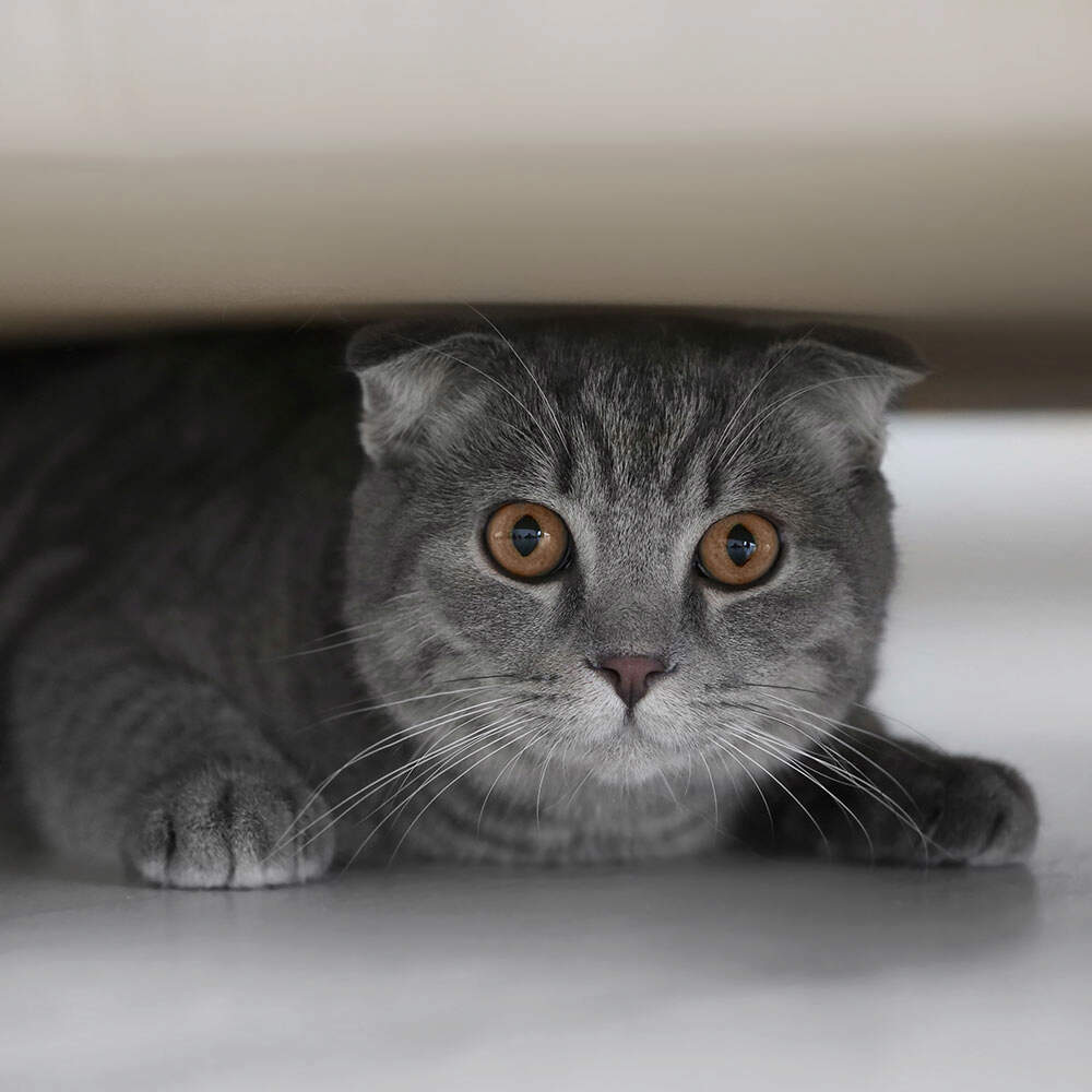 hiding