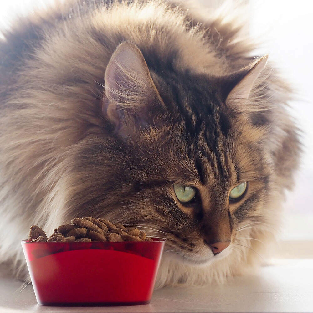 not-eating