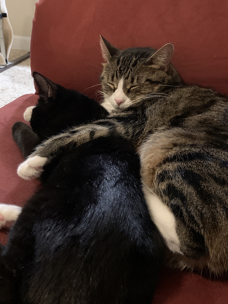 Leia and Spock are more snuggly together with the help of Comfort Zone products.
