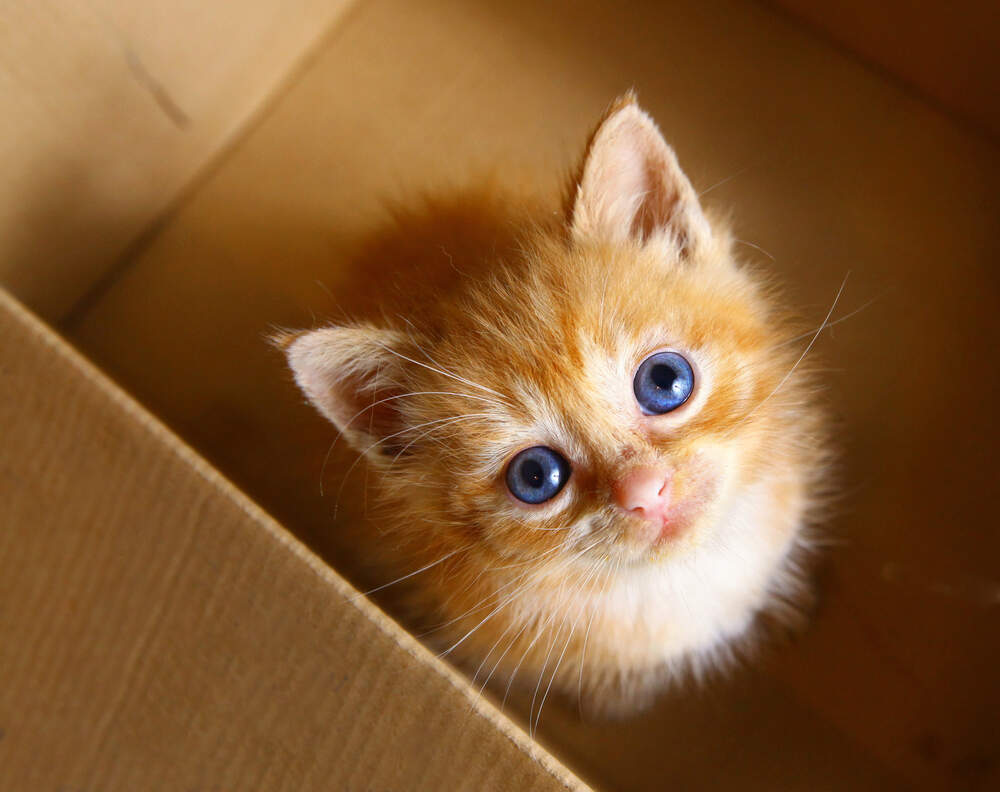 Enjoy every moment with your kitten, because they grow fast.