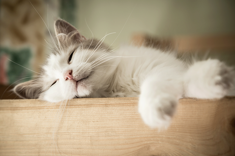 white cat sleeping with paws handing off table