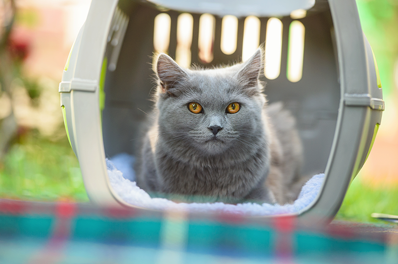 gray cat sitting in pet carrier outside with no door