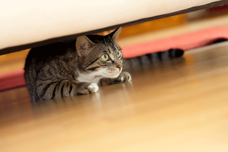 tabby cat scared hiding under bed
