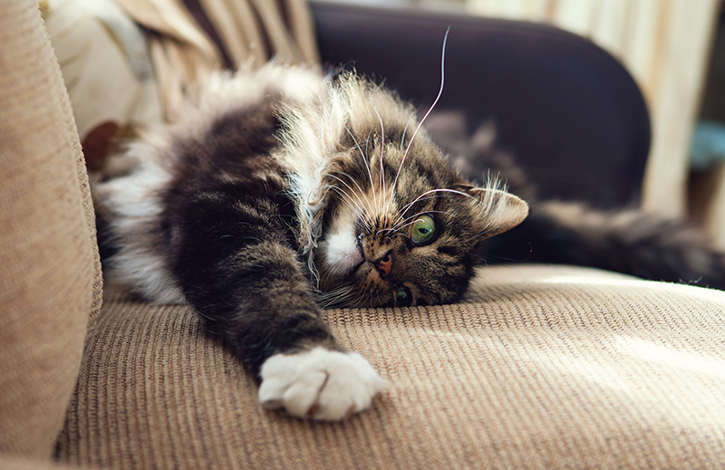 long haired white brown black cat stretching on back on couch