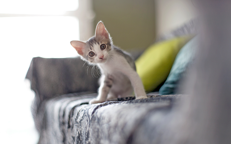 white and gray kitten sitting on gray couch looking curious
