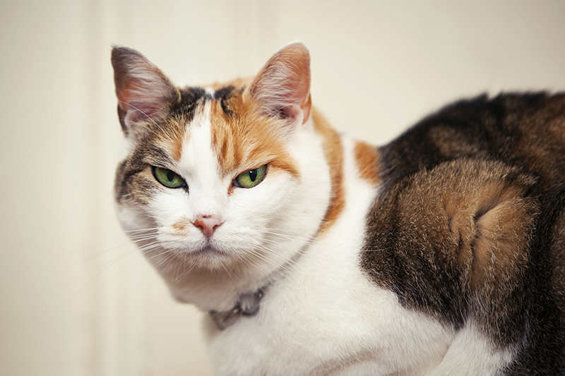white orange and brown cat looking angry