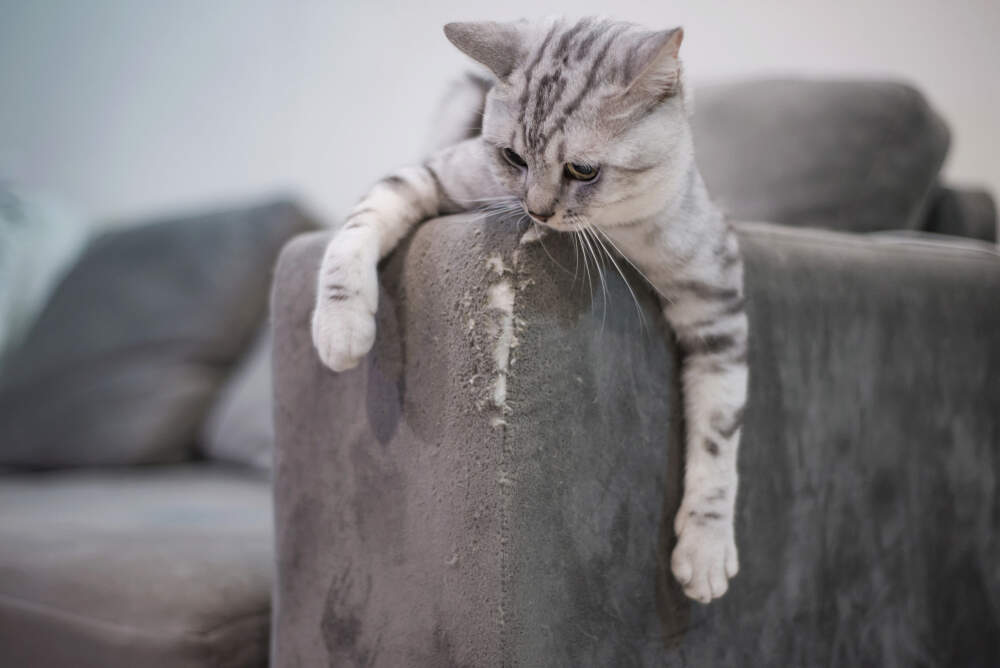 If your cat's acting out, there are ways you can help him calm down.
