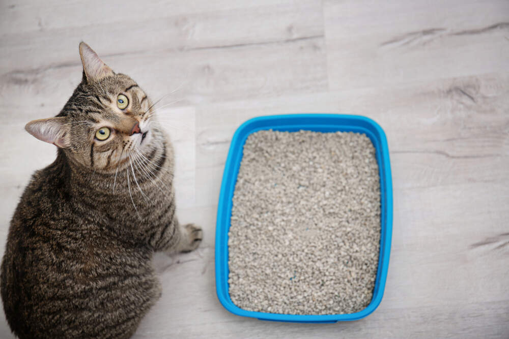 Cat doesn't cover poop in litter box.