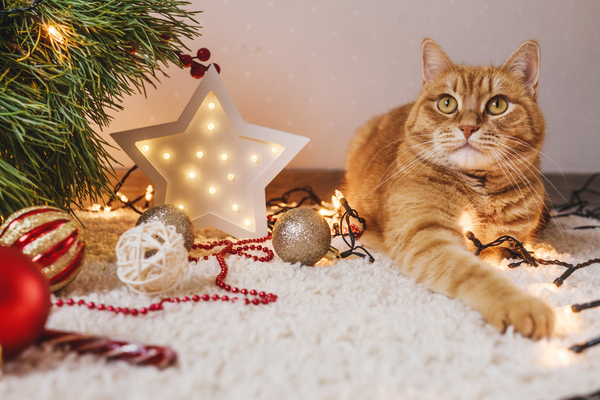 cats and christmas trees