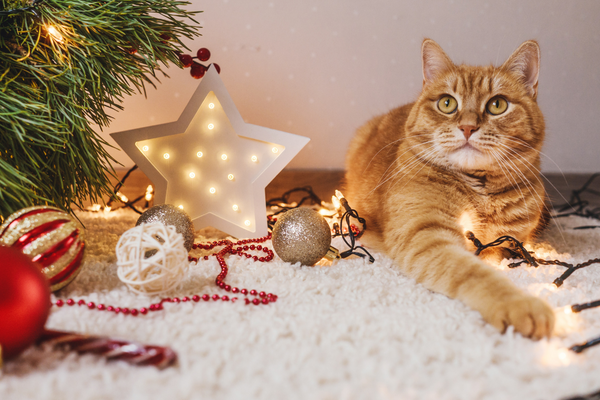 katzen und weihnachtsbäume