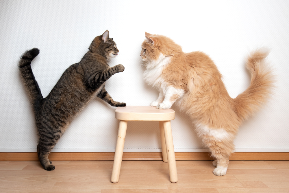 why do cats get spooked for no reason why are my cats fighting