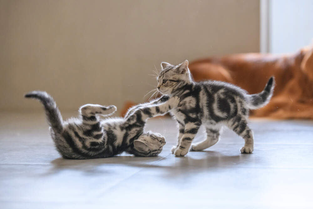 Playing and fighting can look very similar in cats.