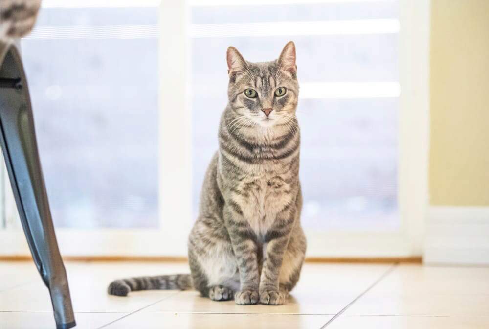 Gus contentedly sitting in the kitchen.