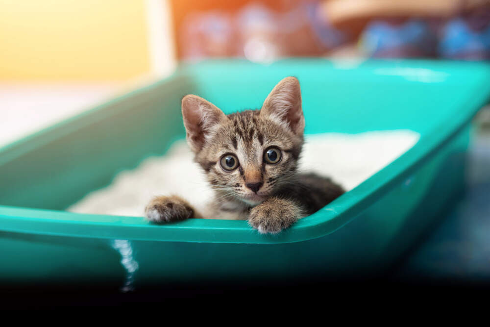 Most kittens will learn to use their litter box pretty easily.