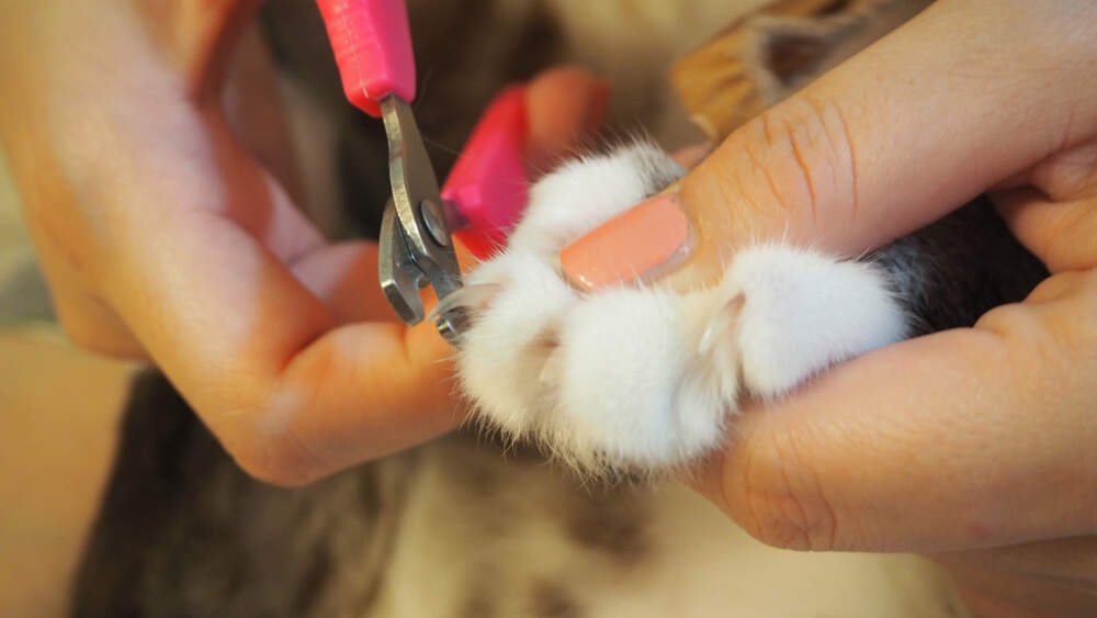 Trimming your cat's nails successfully is all about setting the right mood and having a lot of patience.