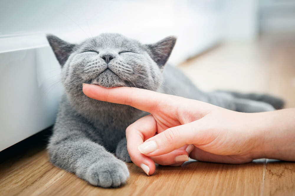 How to Pet a Cat Comfort Zone