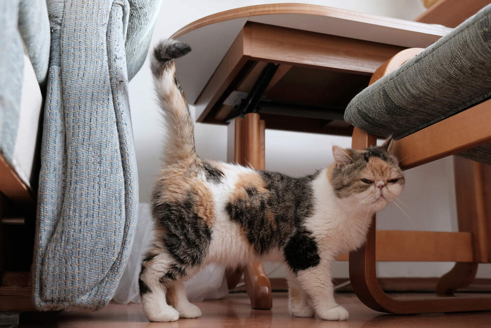 If your cat is spraying, you're not helpless. Reducing stress in your cat's life can help.