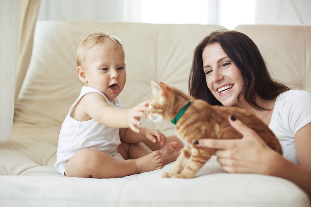 Introducing your cat to a new family member is best done slowly and with patience.