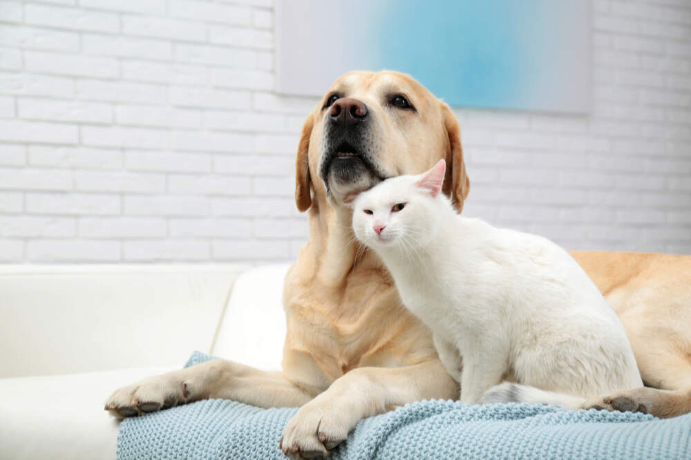 Introducing your cat to your new dog or new cat can go smoothly if you take the introductions slowly.