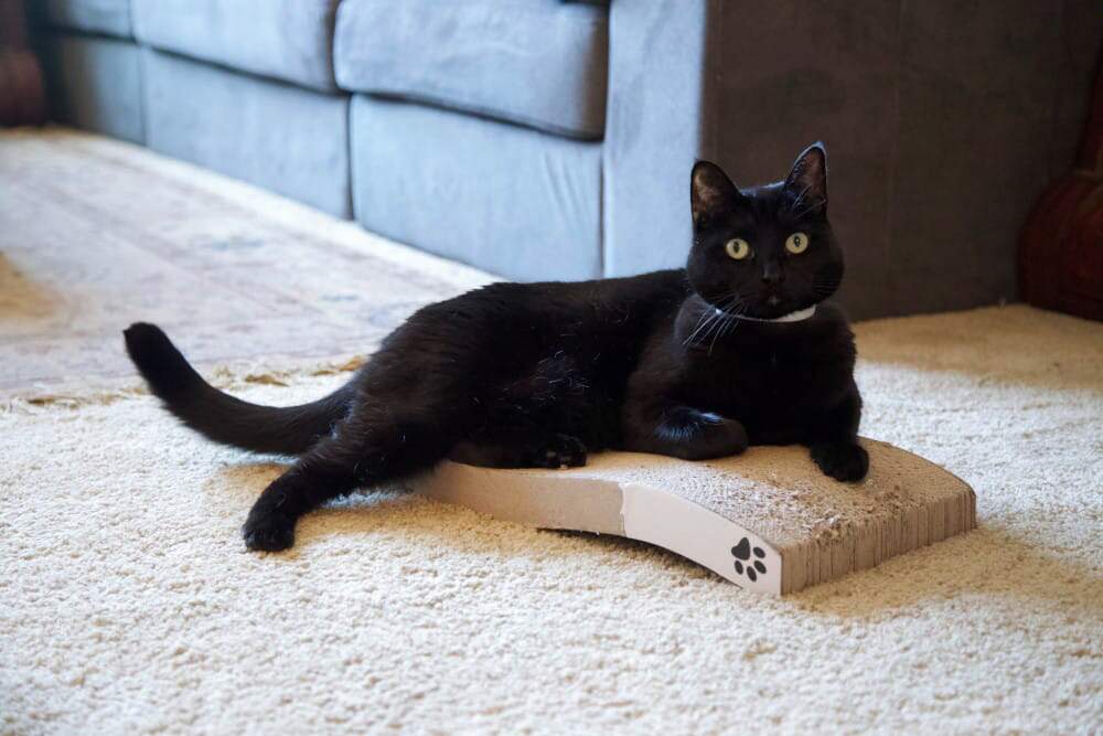 Jiji the cat on his favorite spot, his cat scratcher, in his Portland, Oregon apartment.