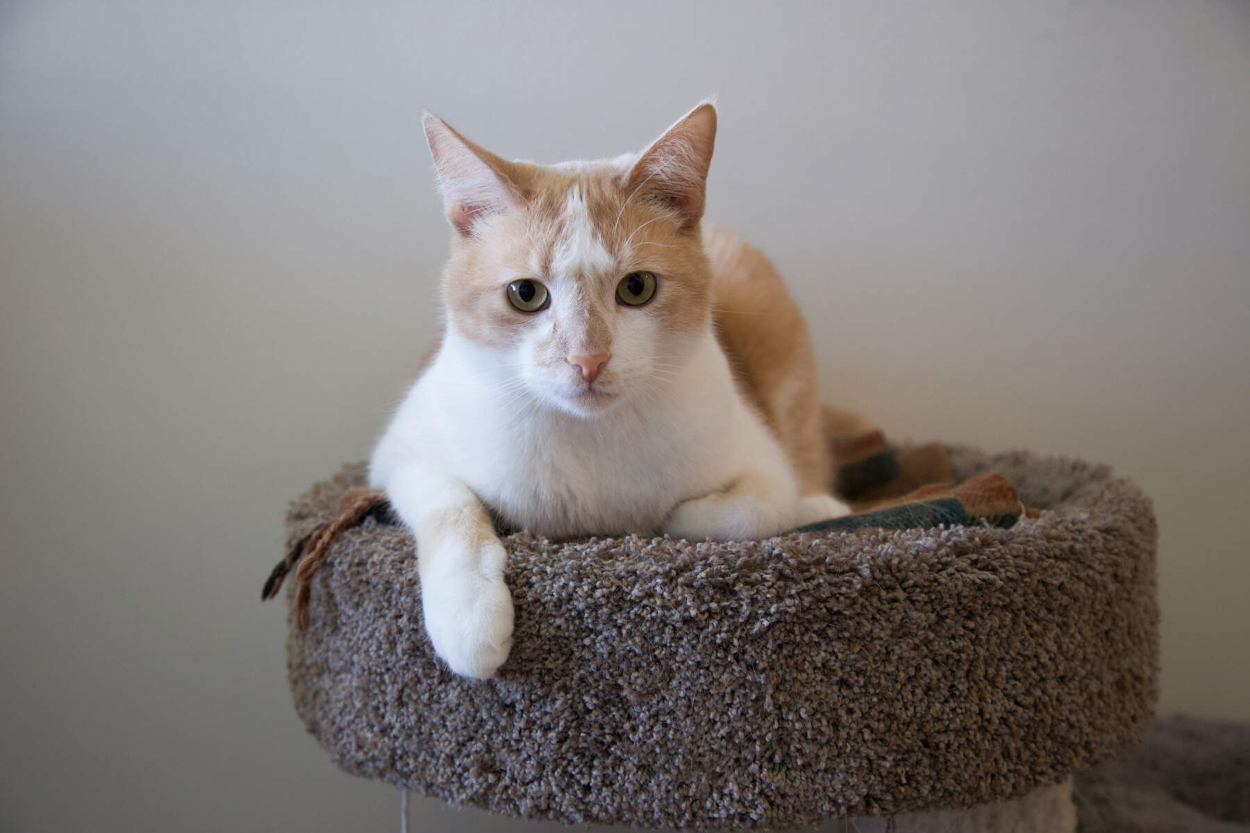 Max the cat relaxes on his cat tree.
