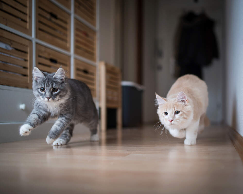 Sometimes stressed cats act out or are mean. But you can help your cats learn to get along again.