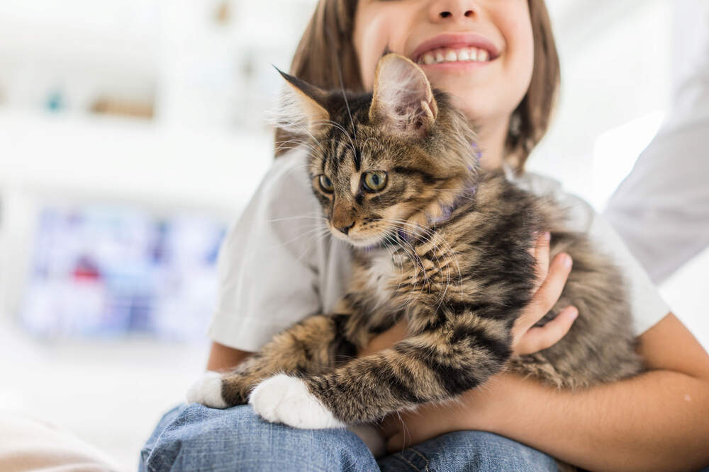 Bringing home a new cat is a joyful time for you and your kitty.
