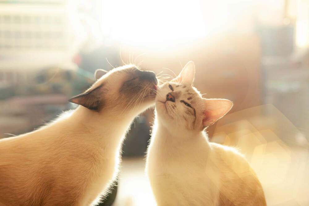 How to Introduce Your New Kitten to Your Dog | Comfort Zone